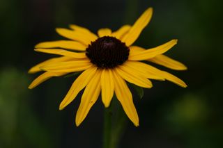 Rudbeckia Goldstrum