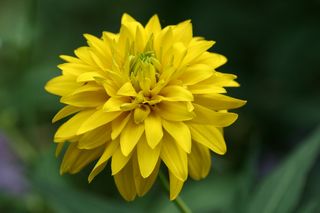Rudbeckia Golden Glow