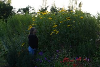 Rudbeckia Nitida