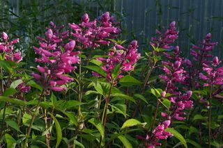 Salvia Involucrata