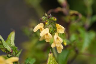 Salvia Nipponica