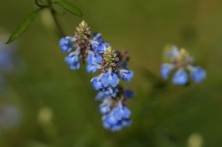 Salvia Uliginosa