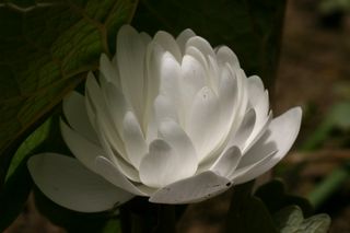 Sanguinaria  Flora Plena