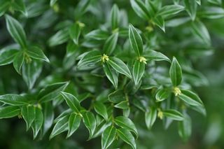 Sarcocca Confusa