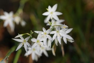 Schizostylis Alba