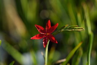 Schizostylis Coccinea