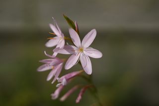 Schizostylis Pale Lady
