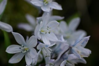 Scilla Tubergiana