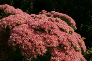 Sedum Autumn Joy