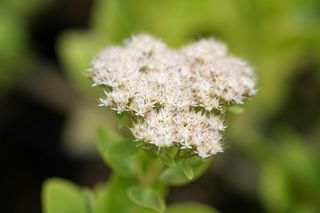 Sedum Spectabale Alba