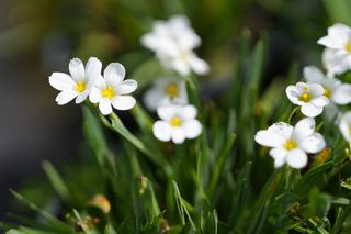 Sisyrinchium Macounii Album