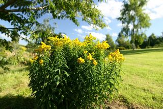 Solidago Baby Gold