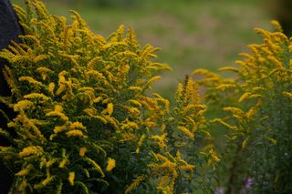 Solidago Fireworks
