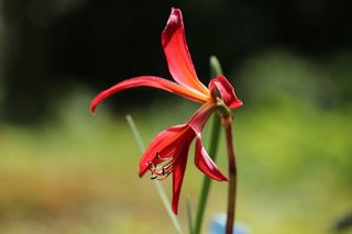 Sprekelia Formosissma