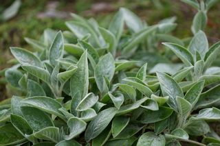 Stachys Byzantina