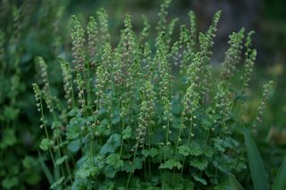 Tellima Grandiflora