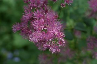 Thalictrum Aquilegiafolium
