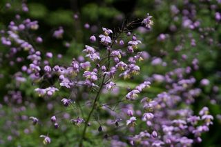 Thalictrum Delavyi Lilac