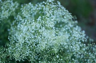 Thalictrum Delavyi White