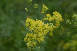 Thalictrum Flavum