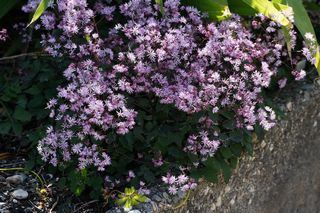 Thalictrum Kiusianum