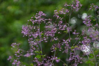 Thalictrum Rochebrunianum