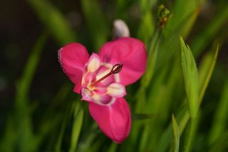 Tigrida Pink