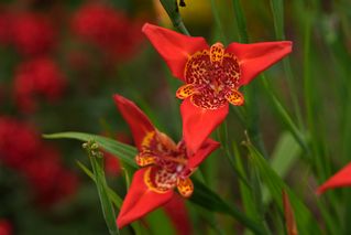 Tigrida Red