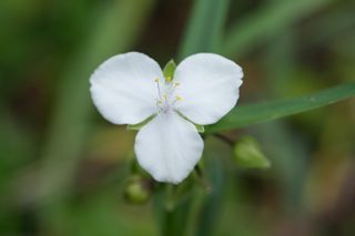 Tradescantia Alba