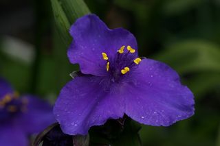 Tradescantia Blue