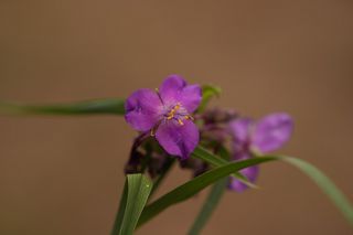 Tradescantia Magenta