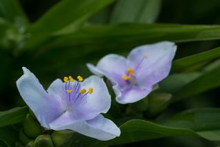 Tradescantia Osprey