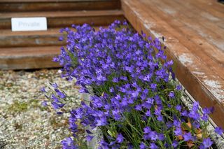 Tritelia Laxa