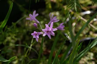 Tulbaghia Violacea