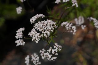 Valeriana Officinalis 