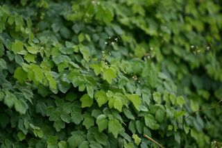Vancouveria Hexandra