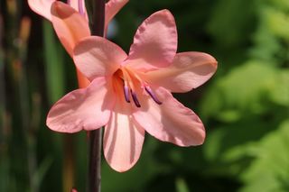 Watsonia Pink