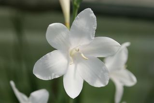 Watsonia White