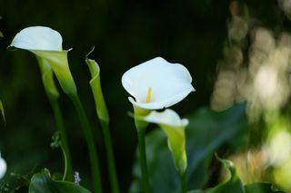 Zantedeschia Aetheopica