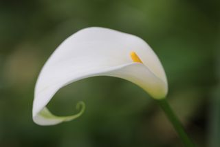 Zantedeschia White Gnome