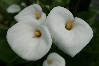 Zantedeschia White Magic