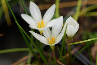 Zephyranthes Candida