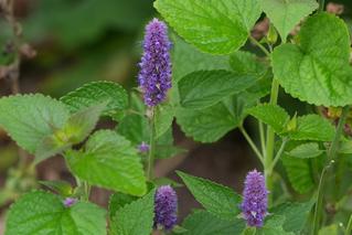 Agastache Foeniculum