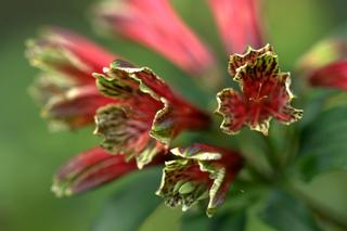 Alstroemeria Psittacina