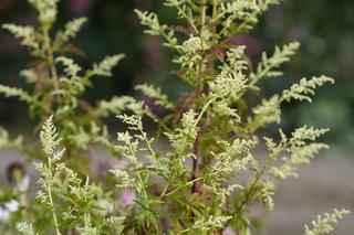 Artimesia Lactiflora