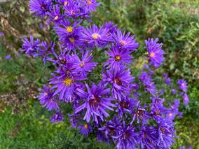 Aster Magnet