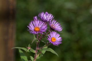 Aster Novae Angliae Lilac
