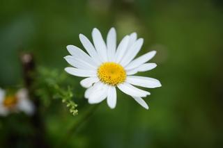 Chrysanthemum Maximum