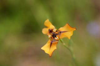 Cypella Herbertii
