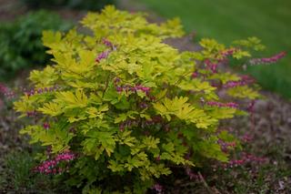 Dicentra Spectabilis Gold